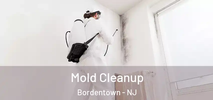  Mold Cleanup Bordentown - NJ
