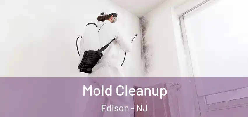  Mold Cleanup Edison - NJ