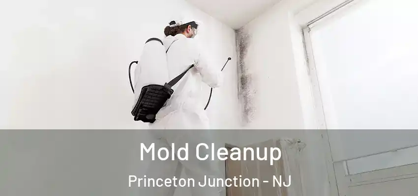  Mold Cleanup Princeton Junction - NJ