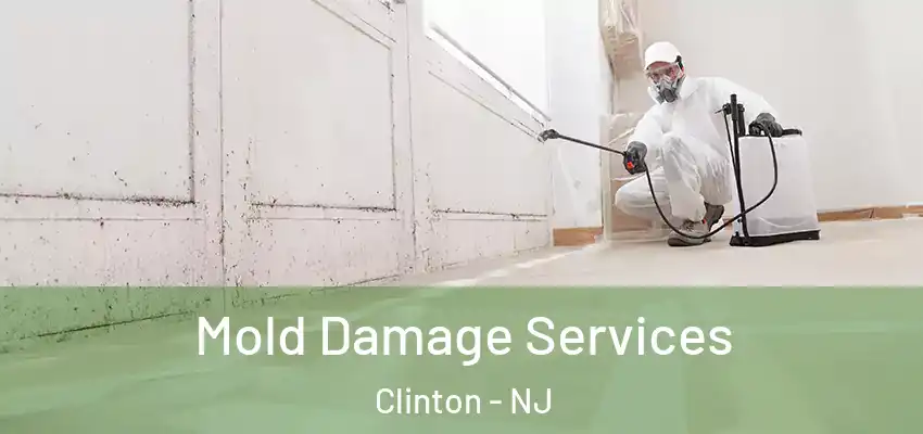  Mold Damage Services Clinton - NJ
