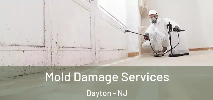  Mold Damage Services Dayton - NJ