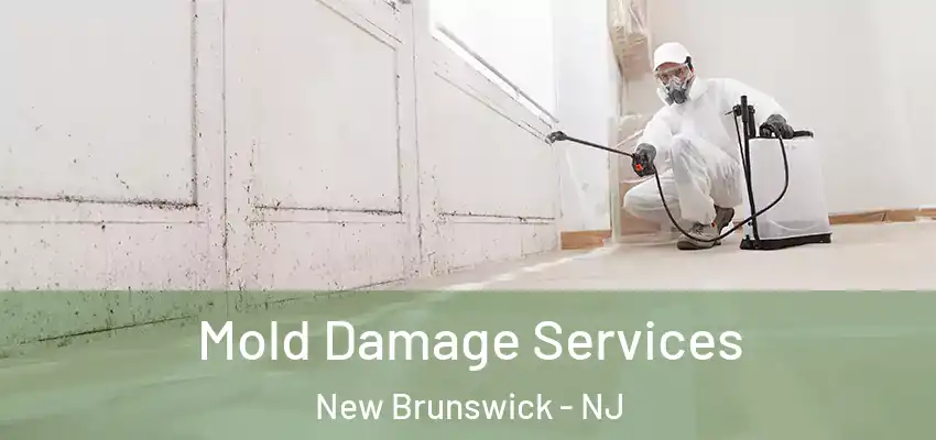  Mold Damage Services New Brunswick - NJ