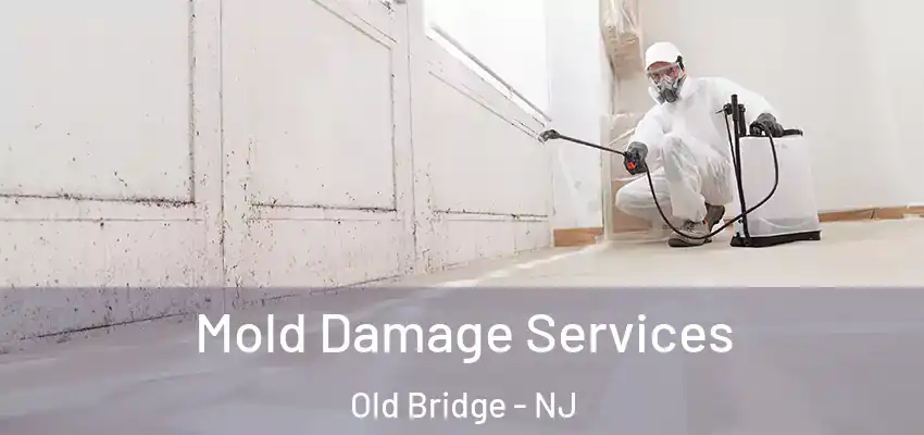  Mold Damage Services Old Bridge - NJ