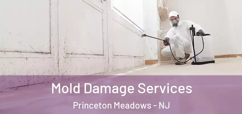 Mold Damage Services Princeton Meadows - NJ