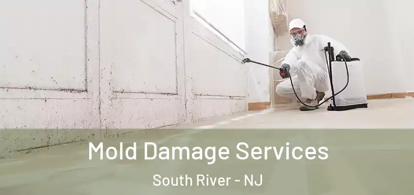  Mold Damage Services South River - NJ