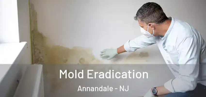  Mold Eradication Annandale - NJ