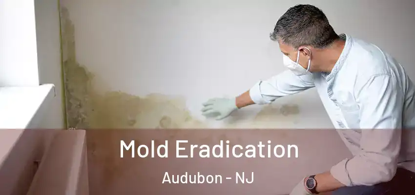  Mold Eradication Audubon - NJ