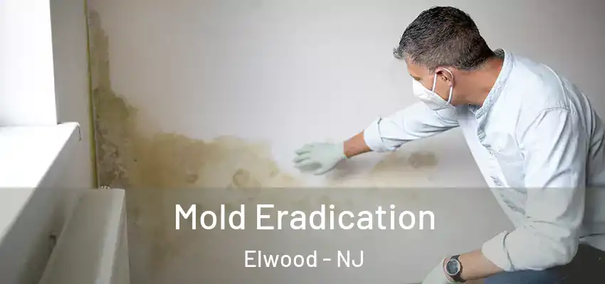 Mold Eradication Elwood - NJ