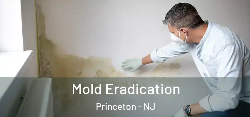  Mold Eradication Princeton - NJ