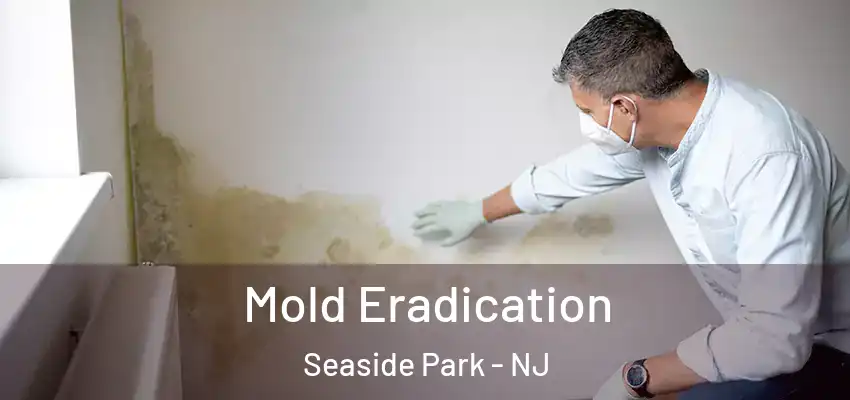  Mold Eradication Seaside Park - NJ