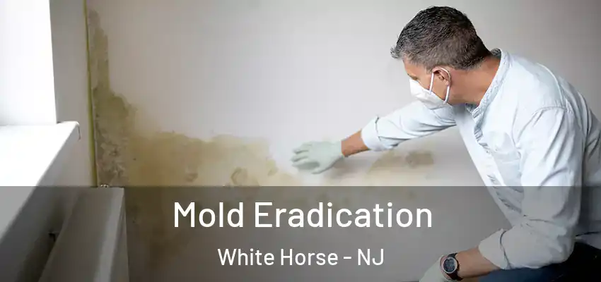 Mold Eradication White Horse - NJ