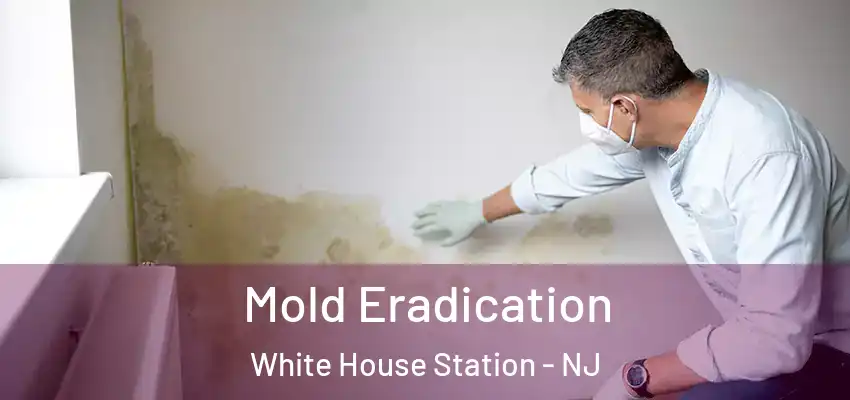Mold Eradication White House Station - NJ