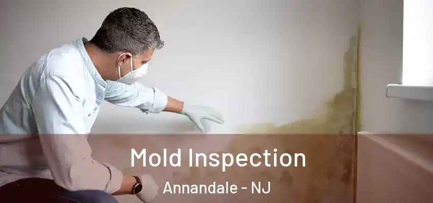  Mold Inspection Annandale - NJ