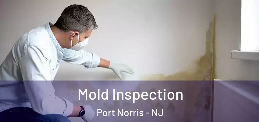 Mold Inspection Port Norris - NJ