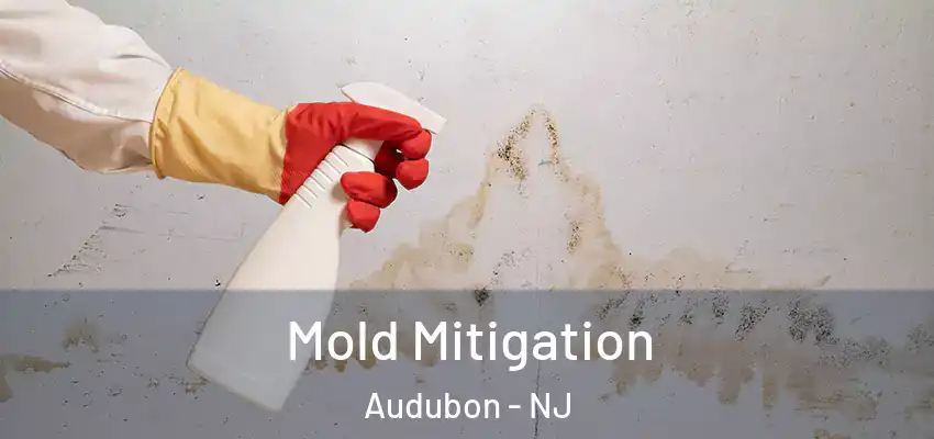 Mold Mitigation Audubon - NJ