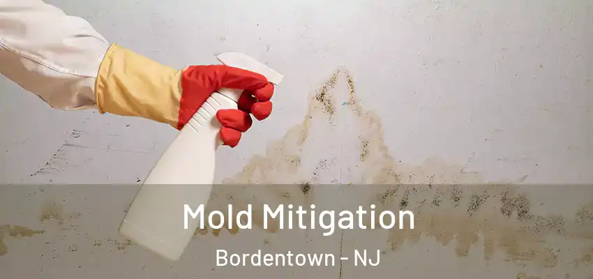  Mold Mitigation Bordentown - NJ