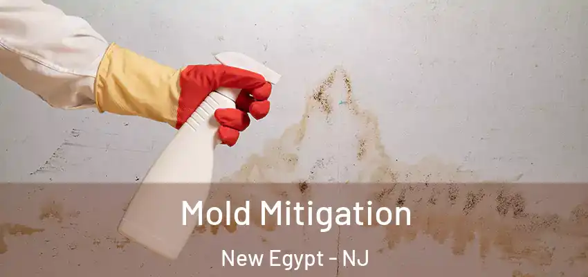  Mold Mitigation New Egypt - NJ