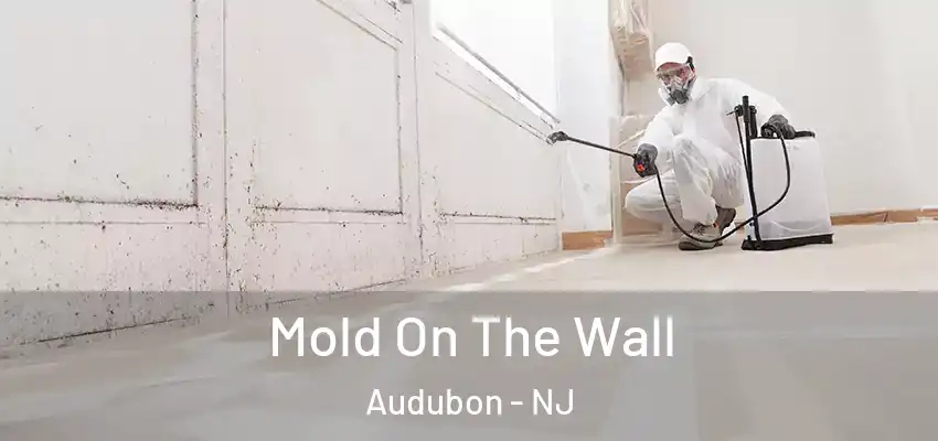  Mold On The Wall Audubon - NJ