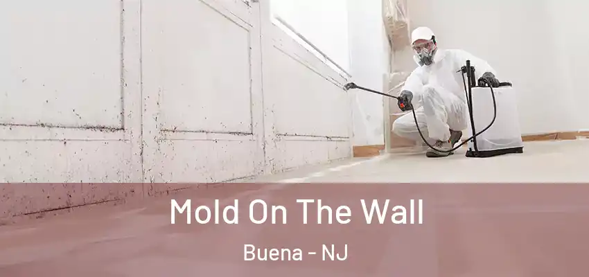 Mold On The Wall Buena - NJ