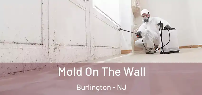 Mold On The Wall Burlington - NJ