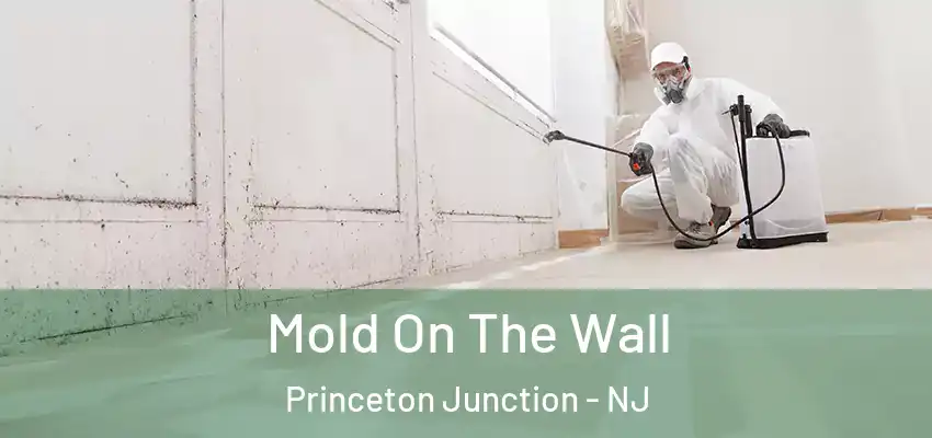 Mold On The Wall Princeton Junction - NJ