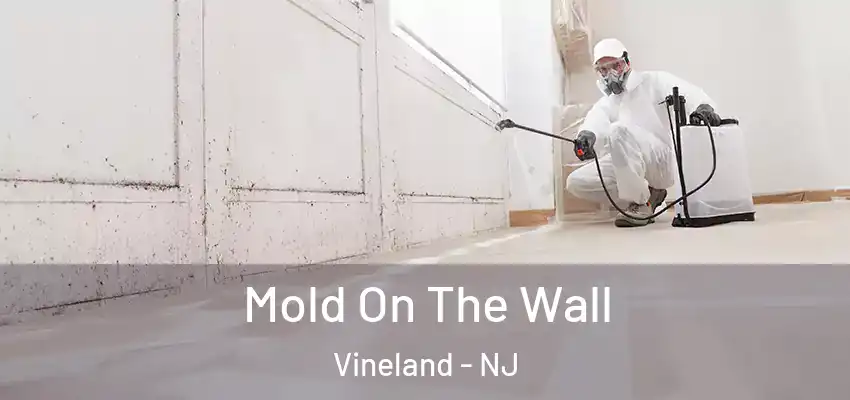 Mold On The Wall Vineland - NJ
