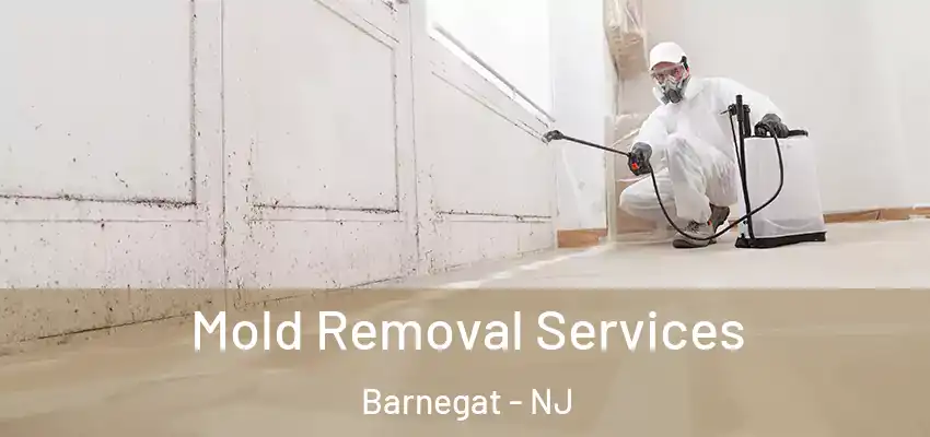  Mold Removal Services Barnegat - NJ