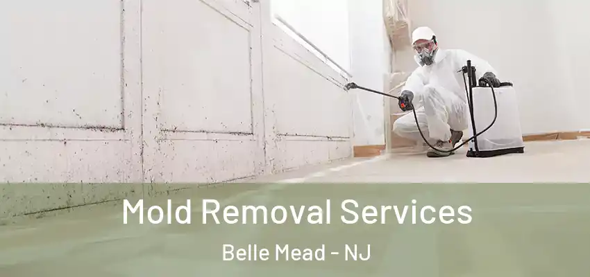 Mold Removal Services Belle Mead - NJ