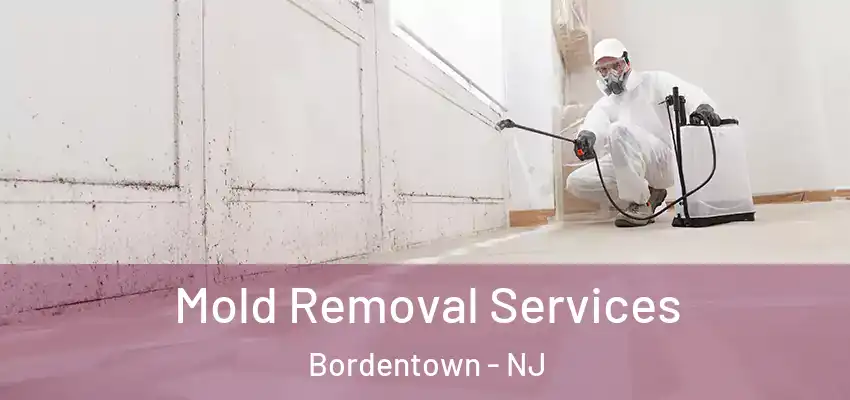 Mold Removal Services Bordentown - NJ