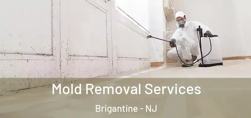 Mold Removal Services Brigantine - NJ