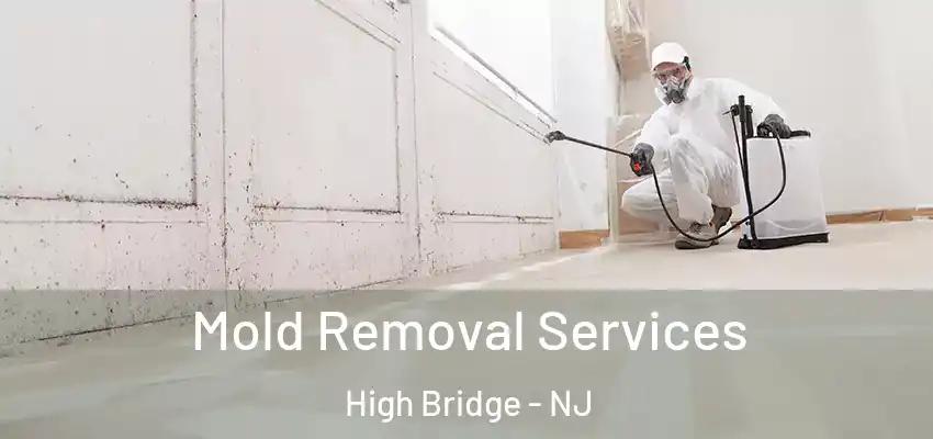  Mold Removal Services High Bridge - NJ