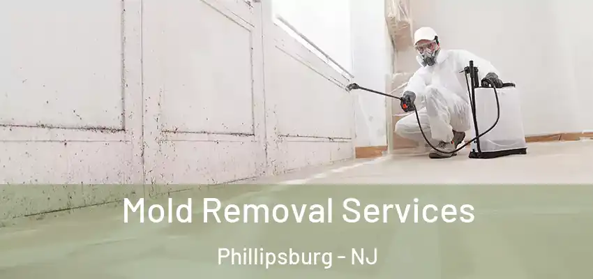 Mold Removal Services Phillipsburg - NJ