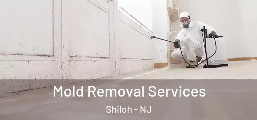 Mold Removal Services Shiloh - NJ