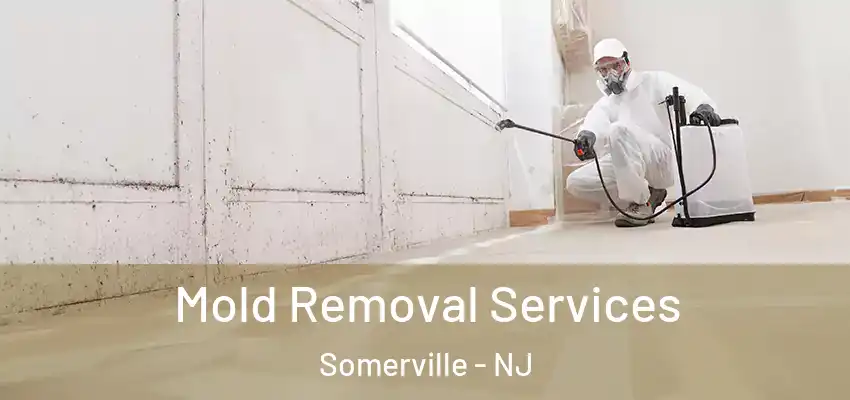  Mold Removal Services Somerville - NJ