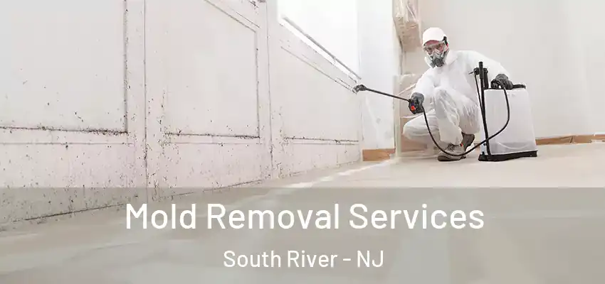 Mold Removal Services South River - NJ