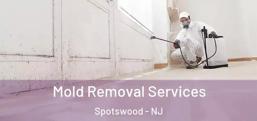 Mold Removal Services Spotswood - NJ