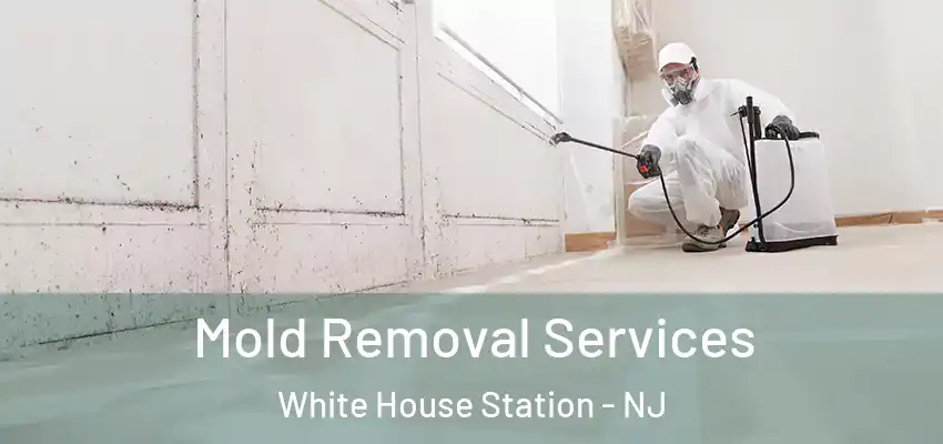 Mold Removal Services White House Station - NJ